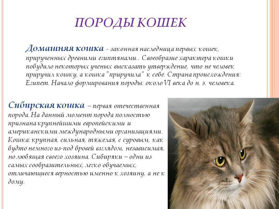 Нибелунг - кошка с особым характером. описание и фото :: syl.ru