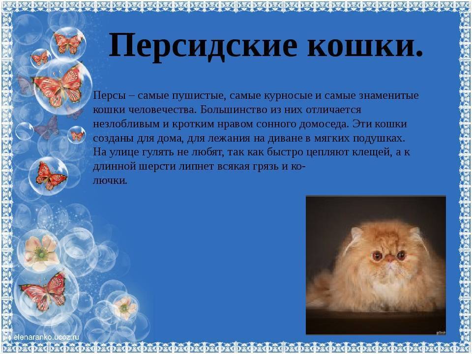 ᐉ персидская кошка - описание пород котов - ➡ motildazoo.ru