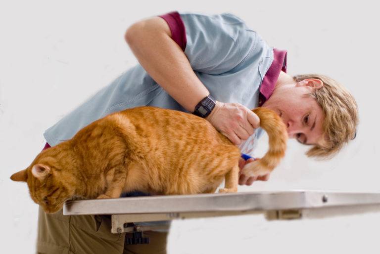 Непроходимость кишечника у кошек: симптомы и лечение заворота кишок