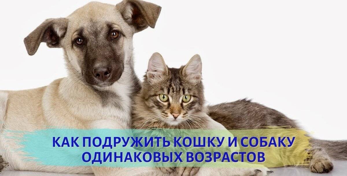 Кошка и собака в доме: как подружить их между собой