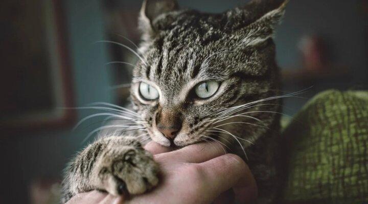 Как правильно держать кота на руках: основные правила