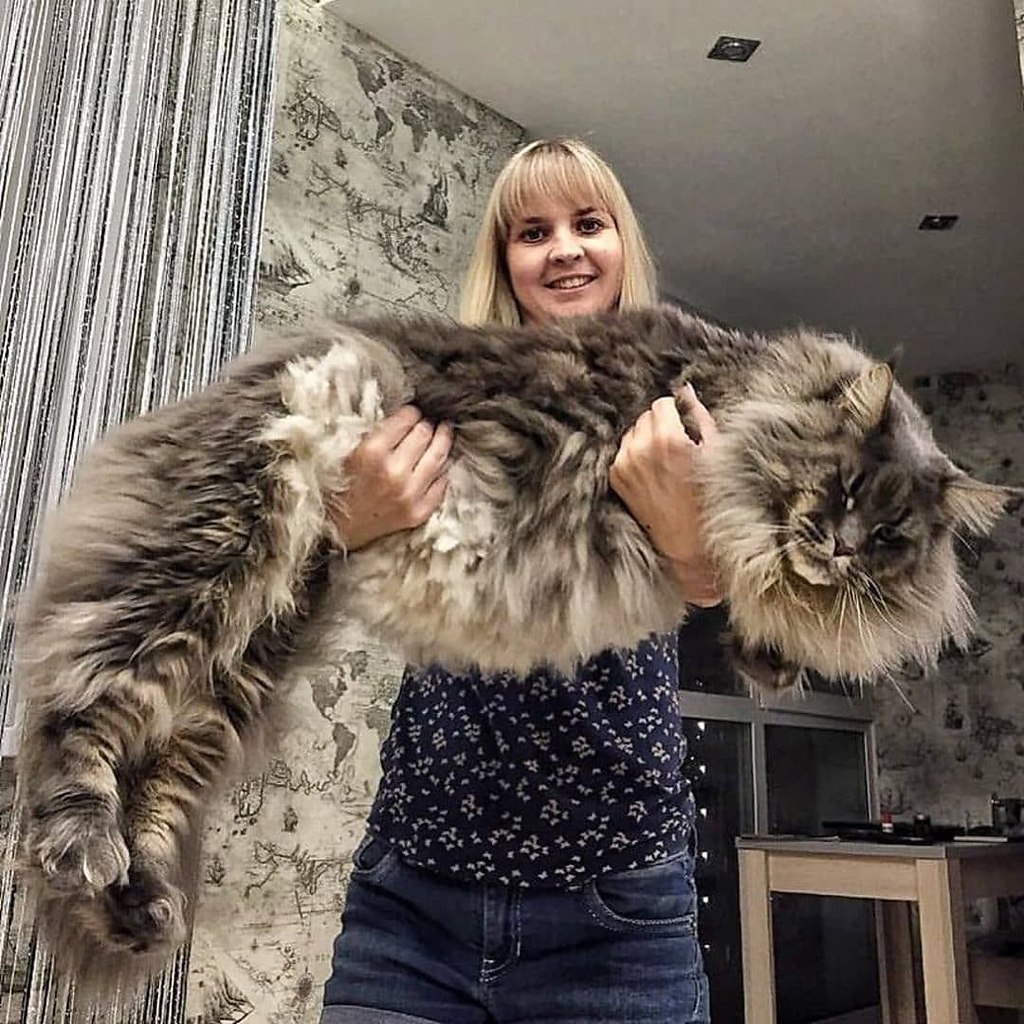 Огромная Кошка Порода