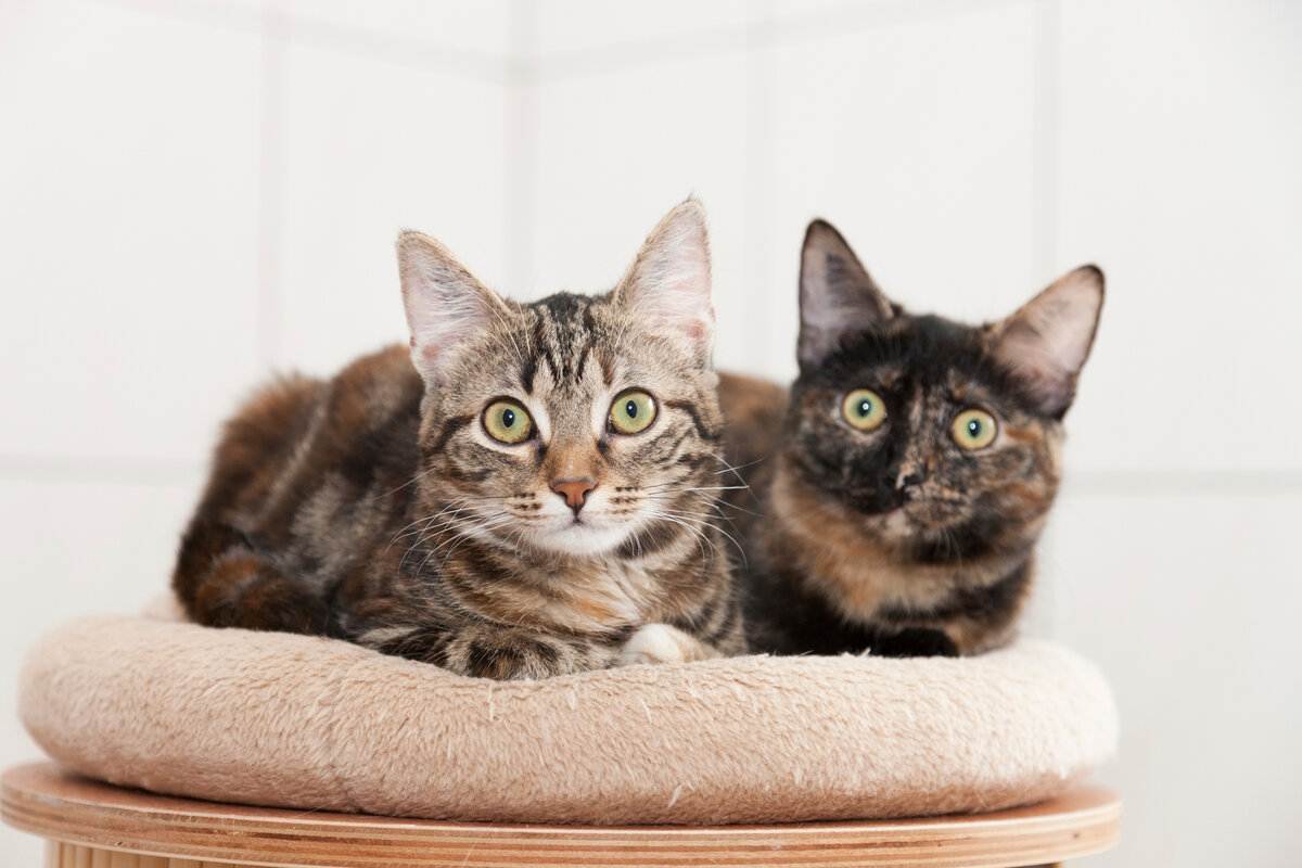 Кого лучше выбрать для квартиры — кота или кошку: особенности выбора пола