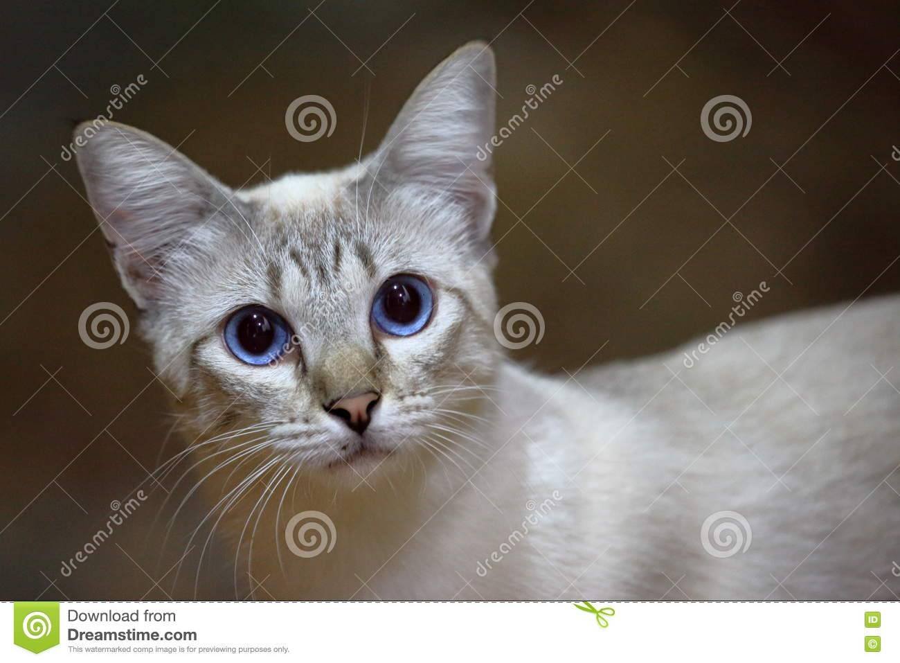 Охос азулес - описание породы и характер кошки