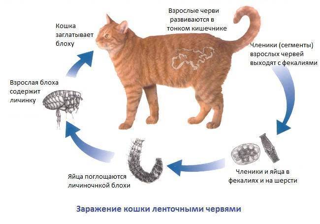 Признаки глистов у кошек