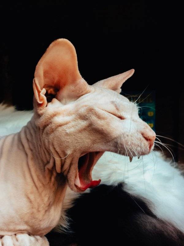 4 причины почему кошки зевают