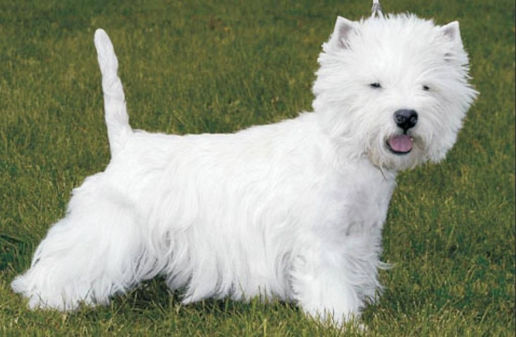 Большие белые собаки порода и фото