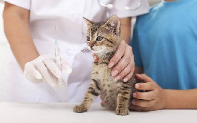 Вакцинация кошек: рекомендации и график