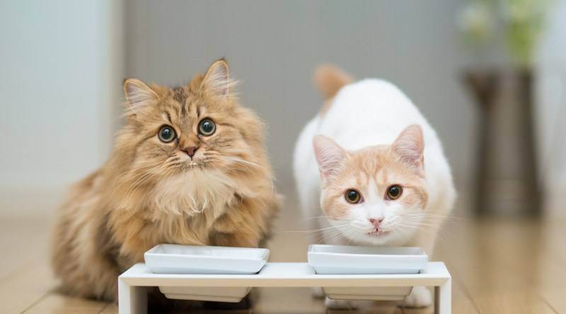 Как быстро устранить запор у кошки в домашних условиях