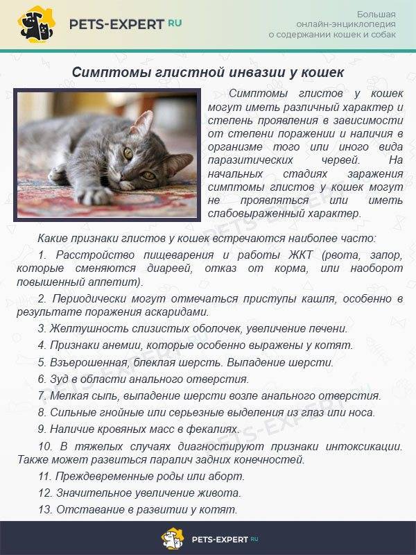 Паразиты у кошек: разновидности, опасность для здоровья животного и человека