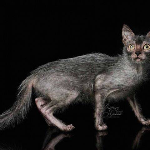 Мэнкс (мэнская бесхвостая кошка): 10 фото, цена, описание породы и характер котов