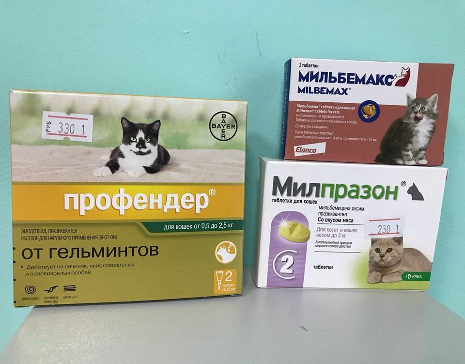 Глистогонные препараты для кошек (суспензии, уколы, таблетки): какое средство выбрать?