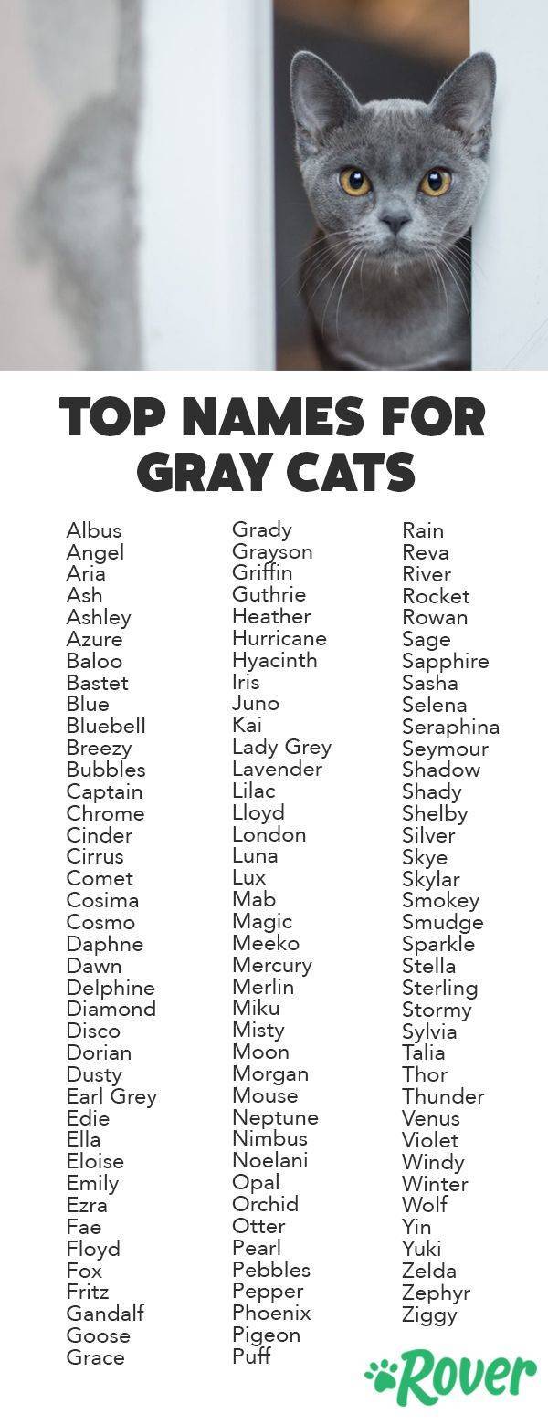 Имена и клички для серого котенка мальчика
имена и клички для серого котенка мальчика
