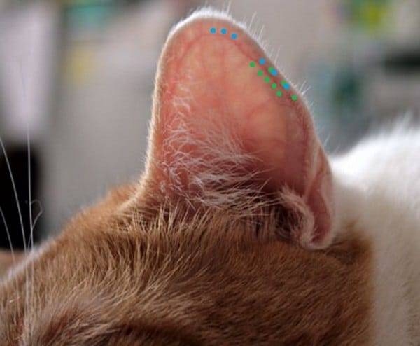 Почему у кошки горячие уши? полный список возможных причин