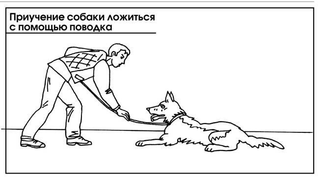 ᐉ как научить собаку давать лапу - ➡ motildazoo.ru