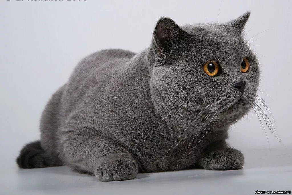 Породы кошек серая британская. Порода Британская короткошерстная. Британец кошка. Британский короткошерстный кот серый. Британский короткошерстный кот голубой.