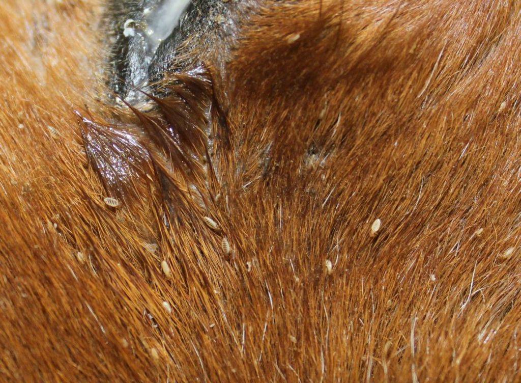 Паразитарные болезни собак | блог ветклиники "беланта"