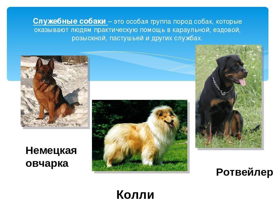 Редкие породы собак. описание, названия, виды и фото редких пород собак