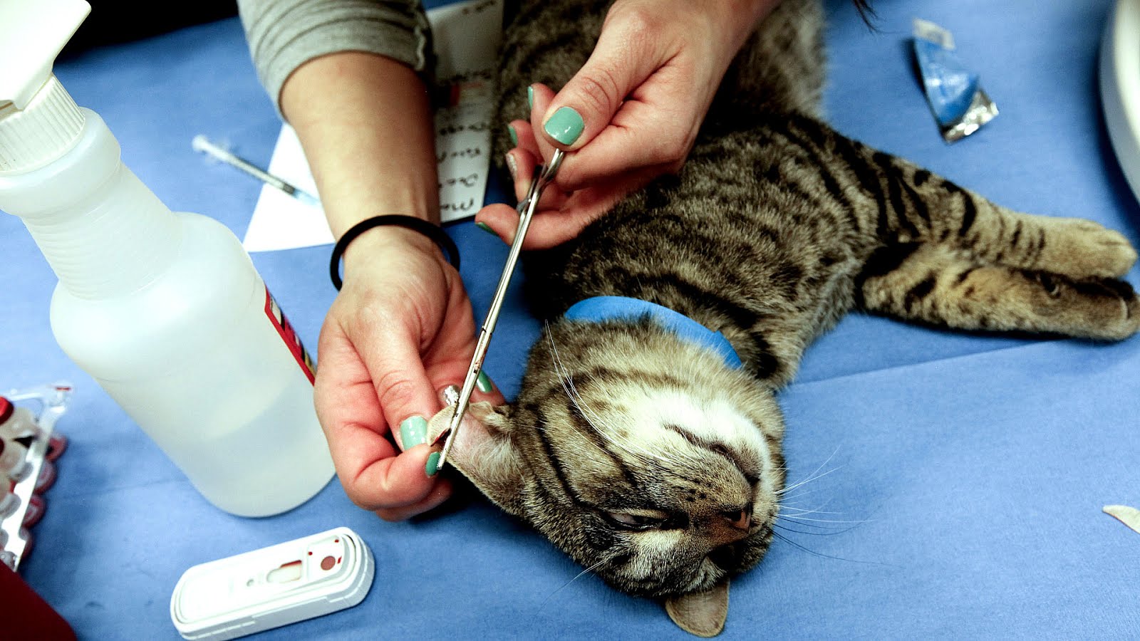 Ветеринарные услуги: усыпление животных