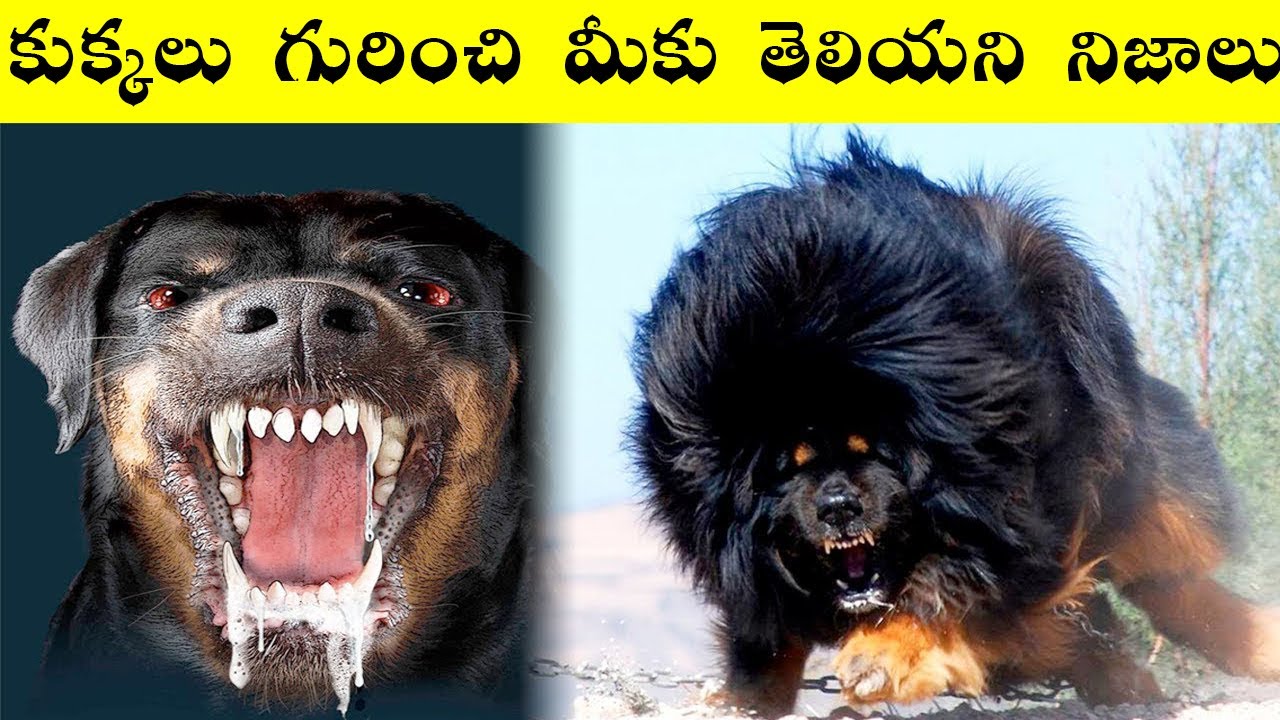Самые злющие собаки: грозные псы, злые маленькие пёсики, описание пород