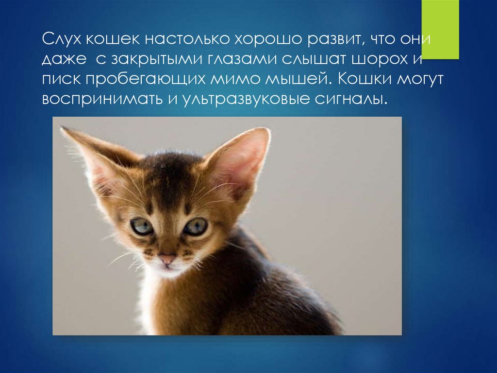 Бомбейская кошка: описание породы, фото, характер и поведение, отзывы владельцев, сколько лет живут?