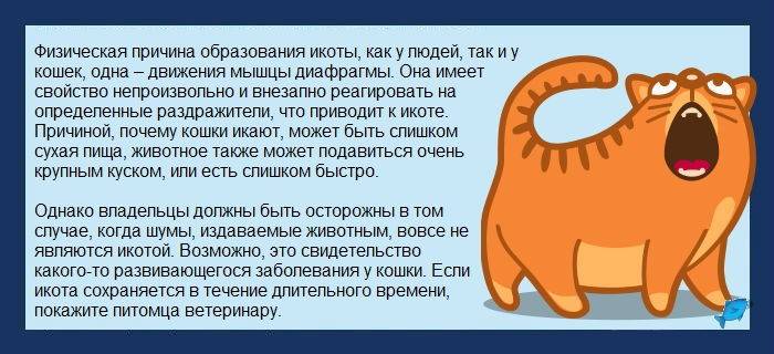 Почему кошка икает?
