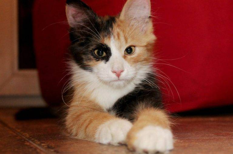 Трехцветная кошка (котенок) в доме: приметы и суеверия