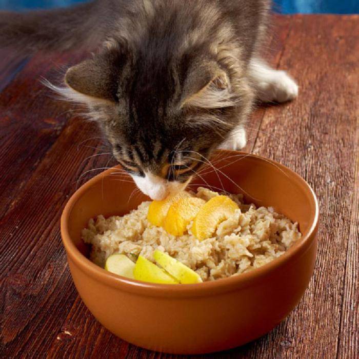 Можно ли кормить кошек рыбой – 3 за и 7 против