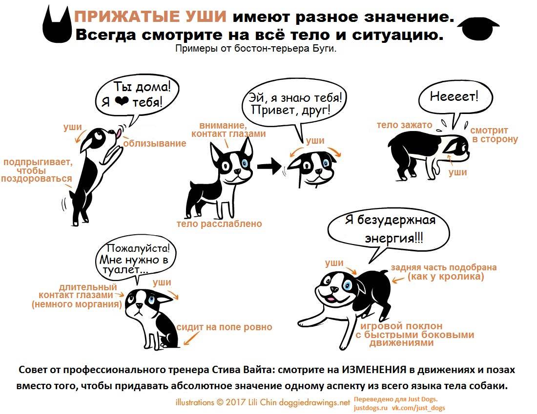 Почему кошка трясет головой: вероятные заболевания и расстройства