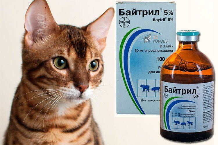 Антибиотиками кошек можно лечить