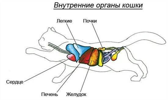 Строение кошки внутренние органы фото с надписями