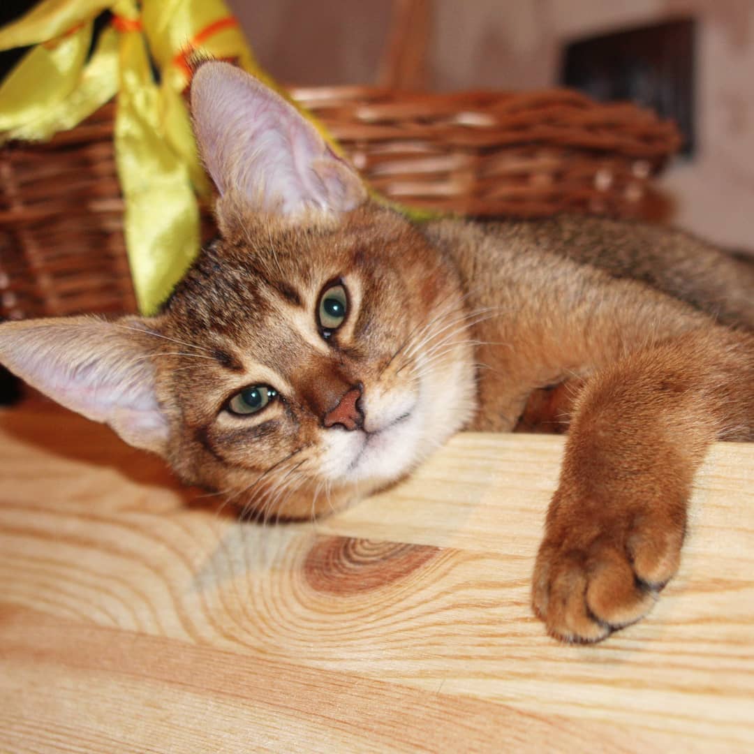 Порода кошек чаузи: описание породы, особенности и характер, цена, содержание и уход, фото