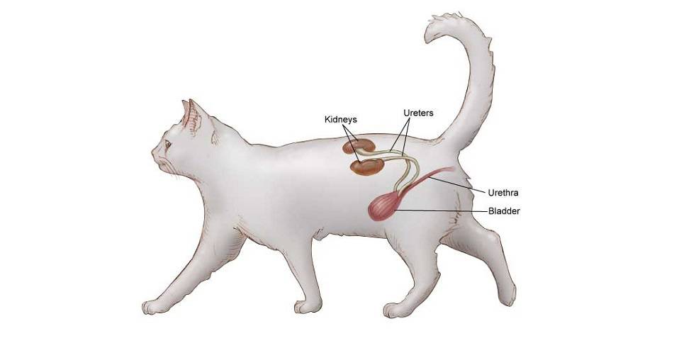 Болезни почек у кошек (почечная недостаточность, пиелонефрит, гломерулонефрит)