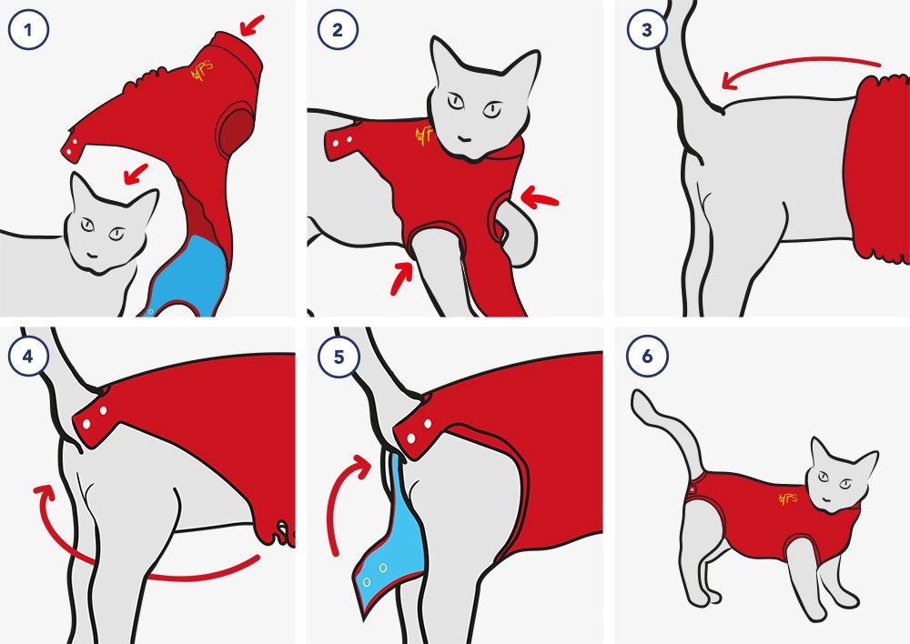Как правильно надеть попону кошке после стерилизации фото