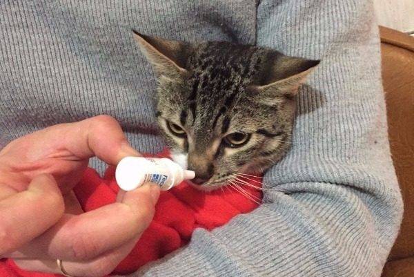 Способы лечения ринита у кошек