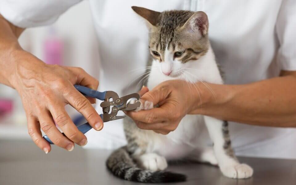 Как правильно стричь когти кошке когтерезкой? как держать когтерез, чтобы подстричь когти коту и котенку?