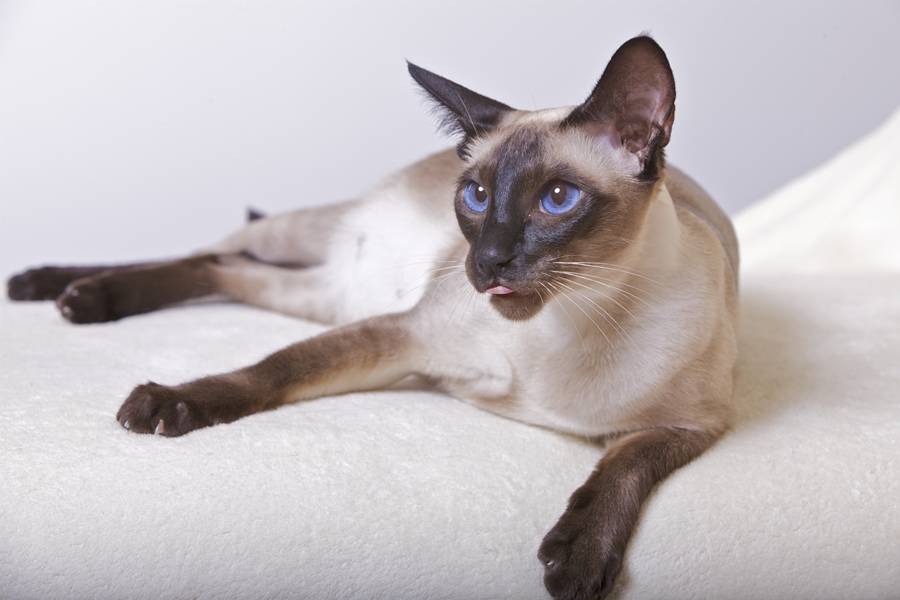 Как различить тайских и сиамских кошек?