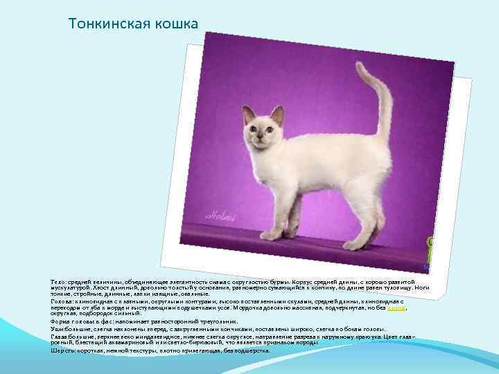 Тонкинская кошка: описание внешности и характера, уход за питомцем и его содержание, выбор котёнка, отзывы владельцев, фото тонкинеза