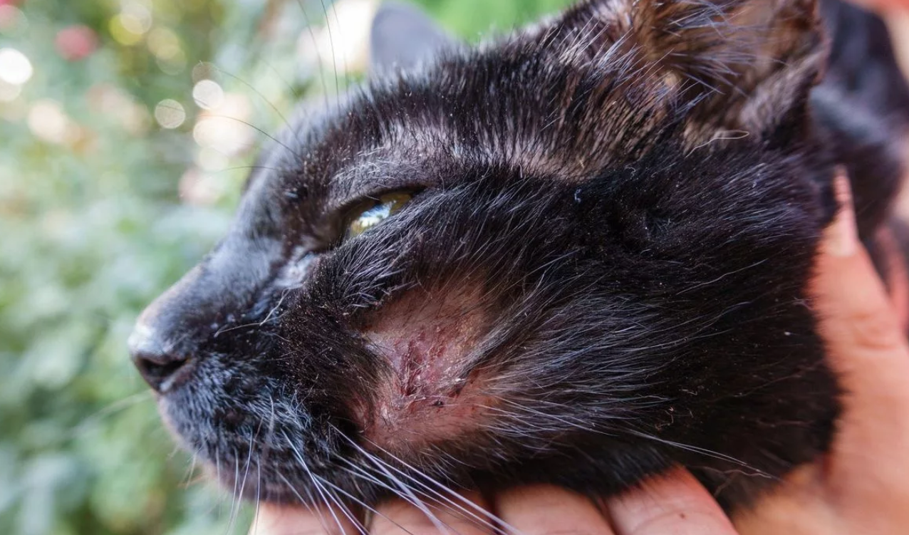 Фелиноз (болезнь кошачьей царапины) - лечение и симптомы