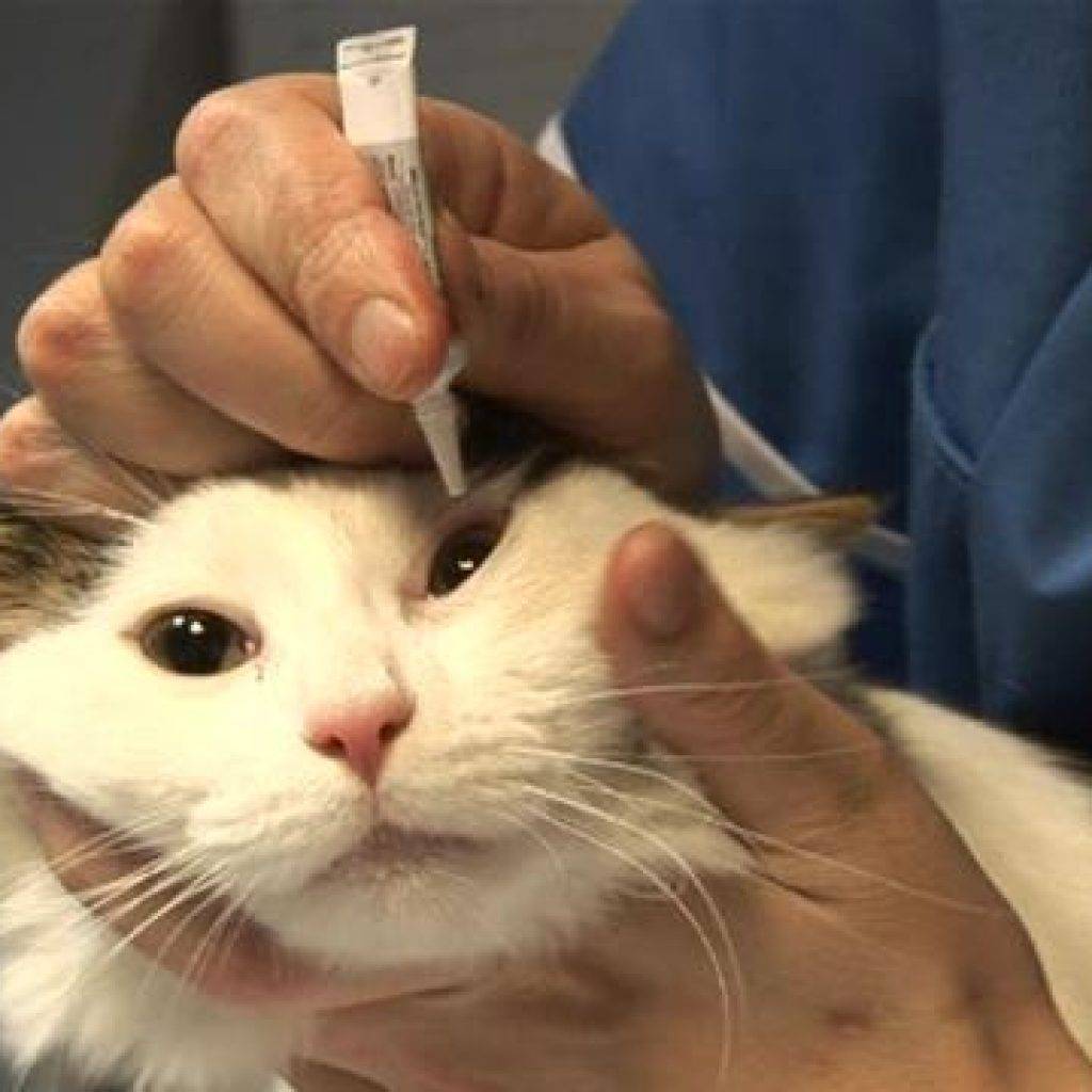Кошка чихает и слезятся глаза: основные причины, чем лечить в домашних условиях