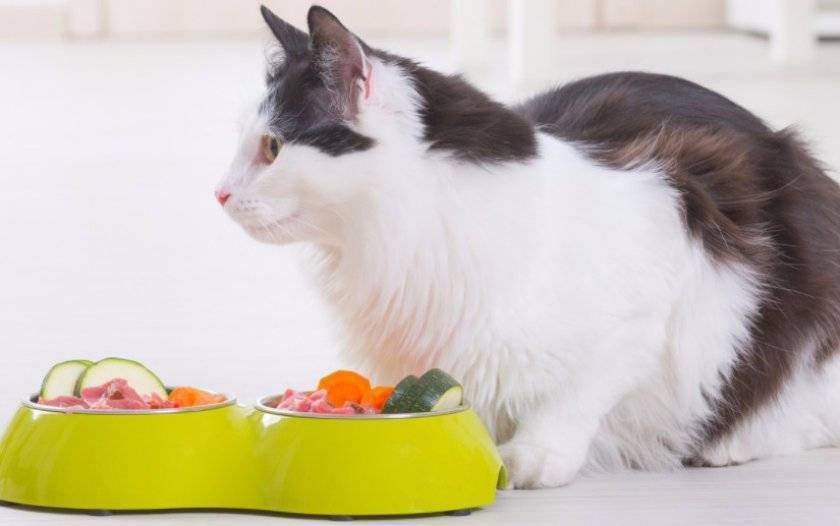 Можно ли кормить кошку одновременно сухим и влажным кормом, как их правильно совмещать и чередовать?