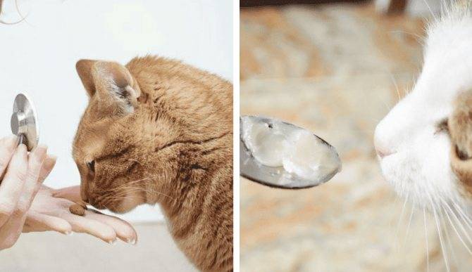 Как применять вазелиновое масло при запорах у кошек?