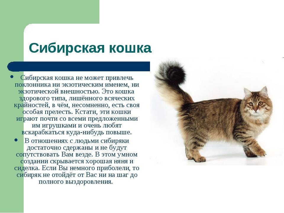 Сибирская кошка: описание породы, характер и уход