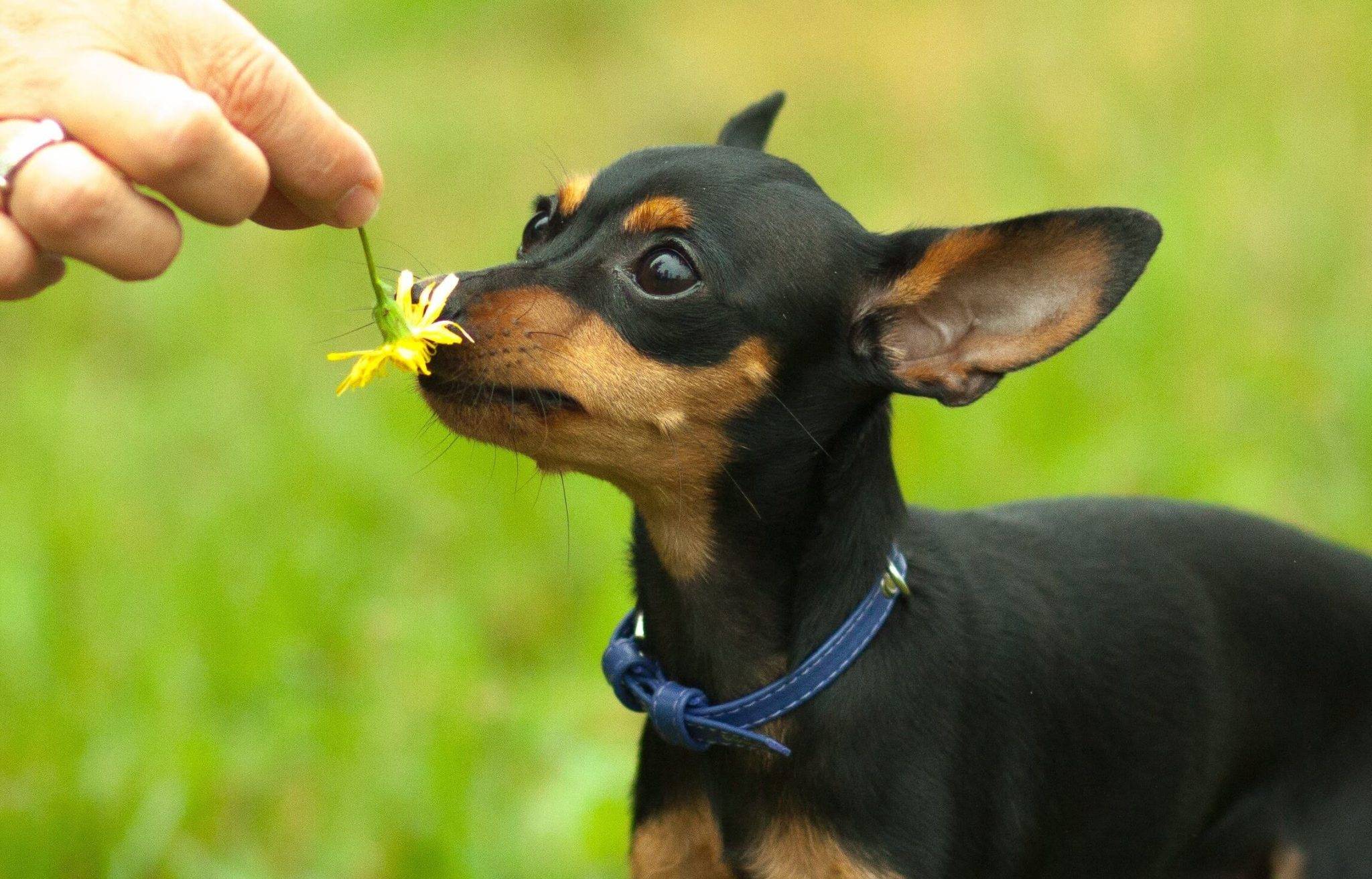 Все о породе собаки пражский крысарик