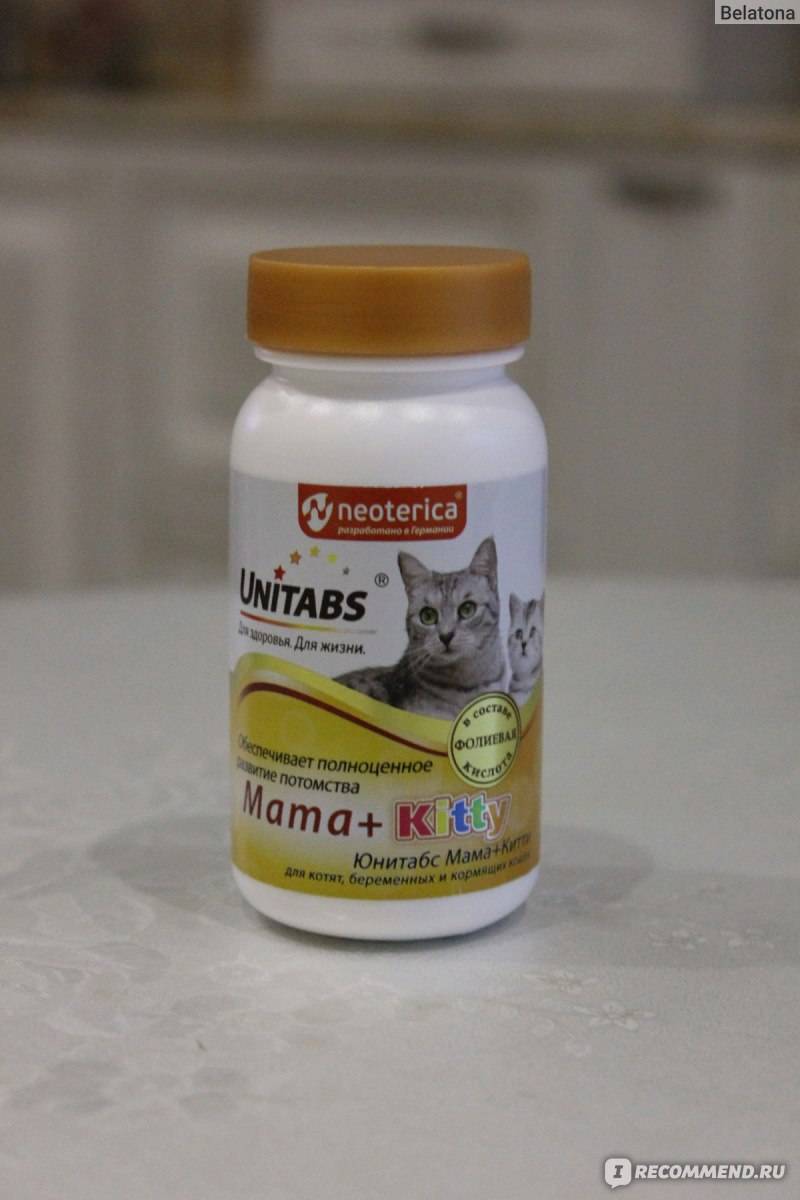 Витамины для кошек для иммунитета: какие необходимы, как давать, обзор популярных
