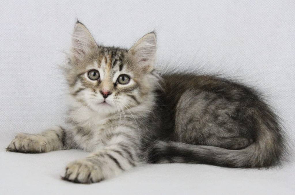 Сибирская кошка: описание породы, внешний вид и характер, содержание и кормление