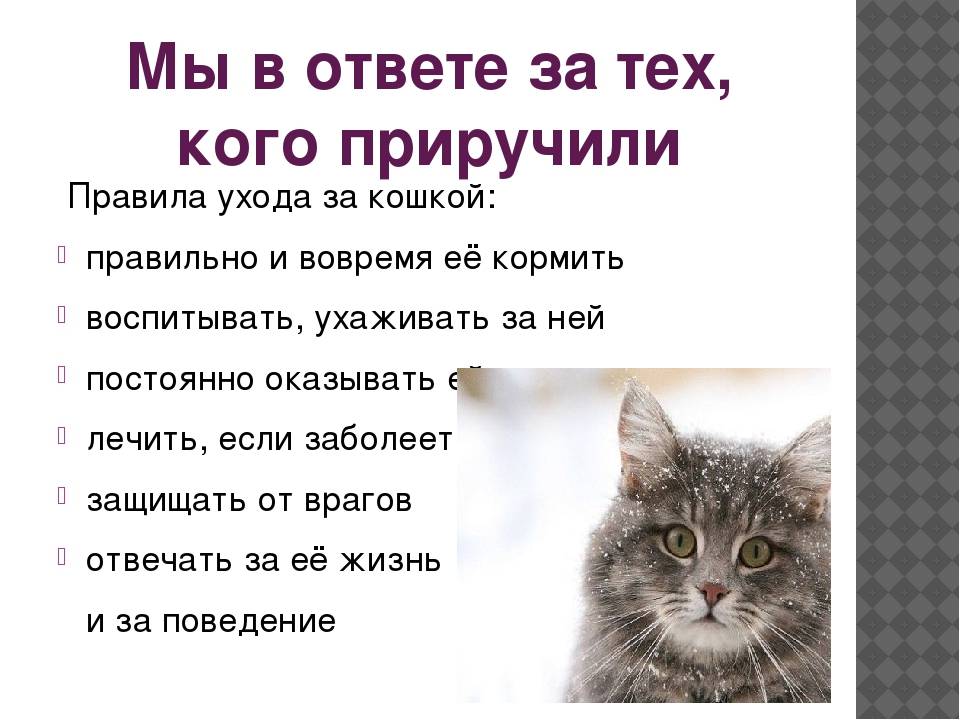 Как ухаживать за котенком: 135 фото и видео примеры ухода за котенком. советы заводчиков и ветеринаров
