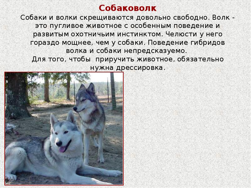 Волкособ — гибрид волка и собаки: достоинства и недостатки - gafki.ru