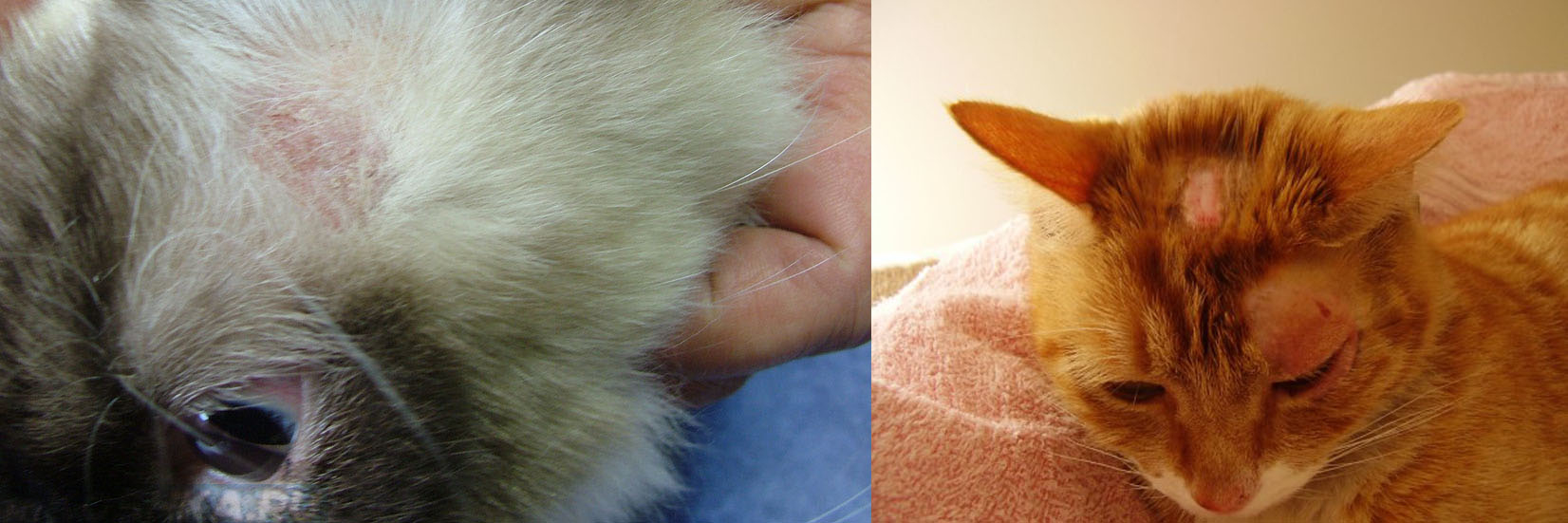 Как выглядит лишай у кошек. признаки и лечение стригущего лишая. 5 видов заболевания + 65 фото