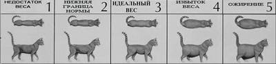 Сравните изображения сфинксов на с 148 149 к каким первоисточникам они восходят